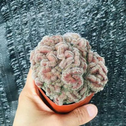 5-10cm Mammillaria compressa cv. Yokan