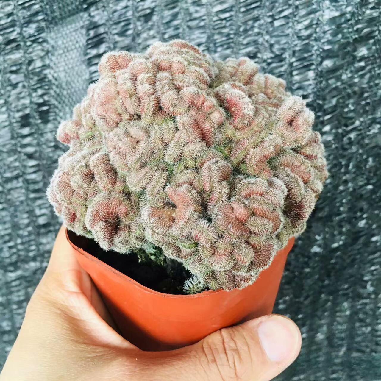 5-10cm Mammillaria compressa cv. Yokan