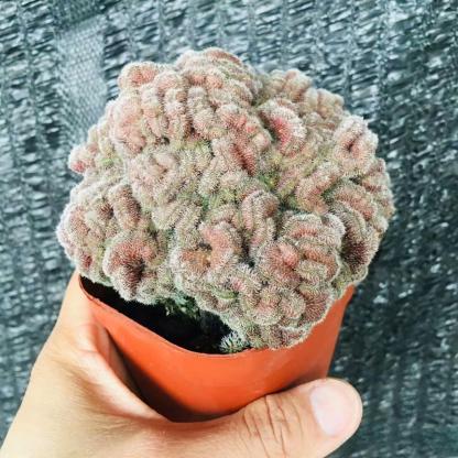 5-10cm Mammillaria compressa cv. Yokan