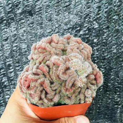 5-10cm Mammillaria compressa cv. Yokan