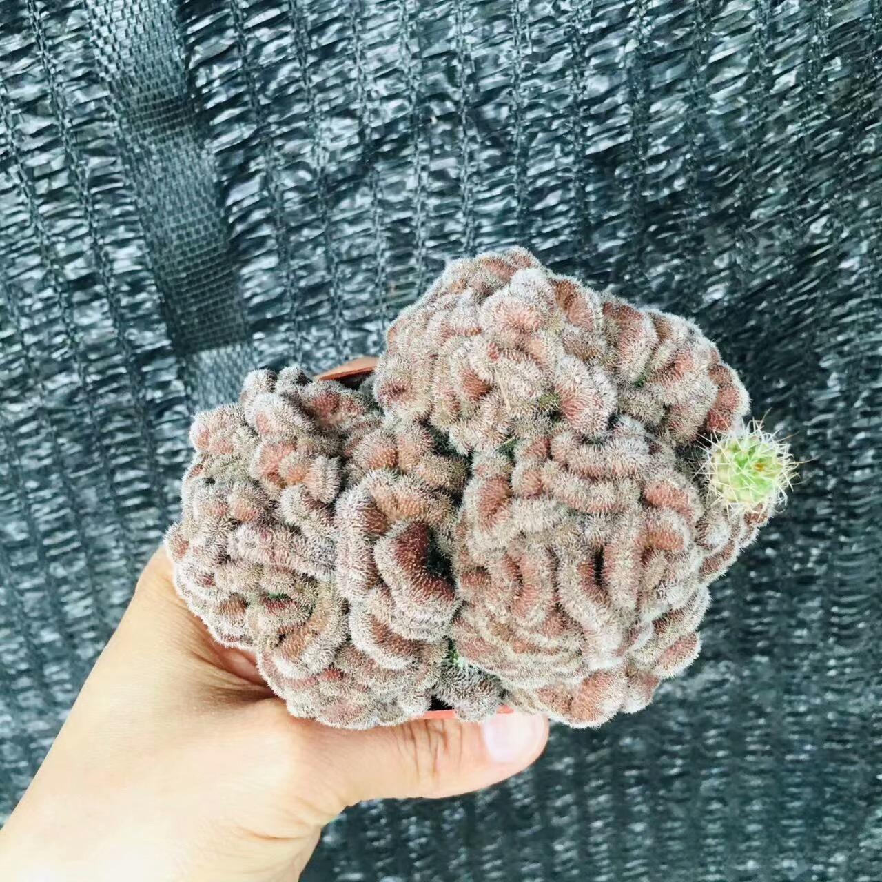 5-10cm Mammillaria compressa cv. Yokan