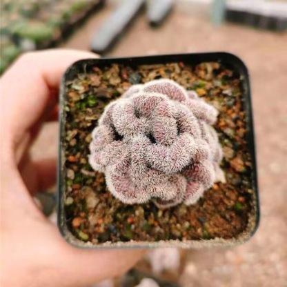 5-10cm Mammillaria compressa cv. Yokan