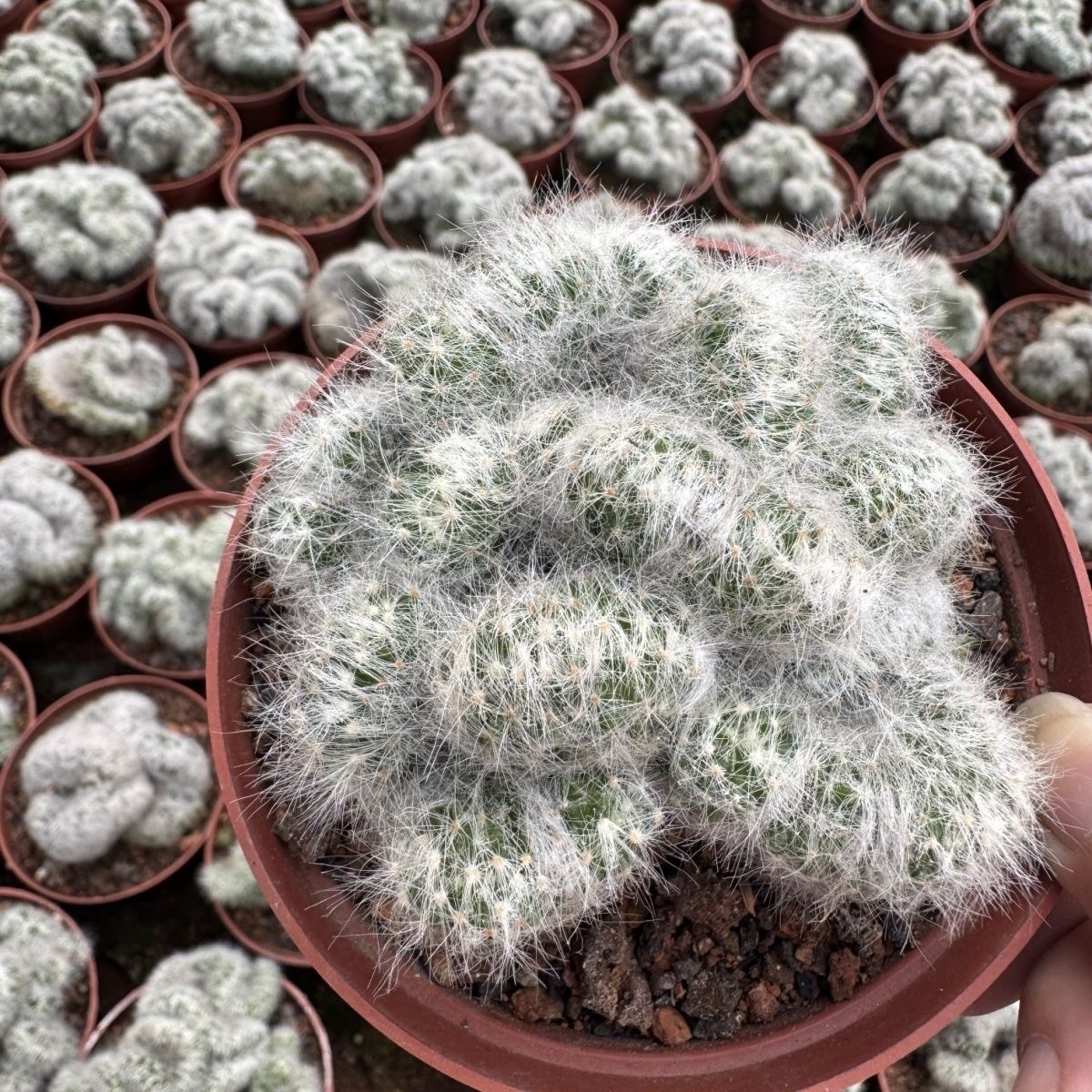 8-10cm Mammillaria baumii variegated