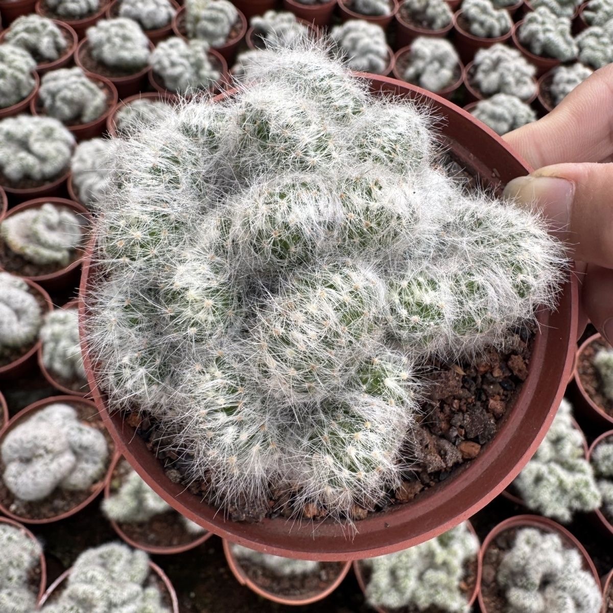 8-10cm Mammillaria baumii variegated