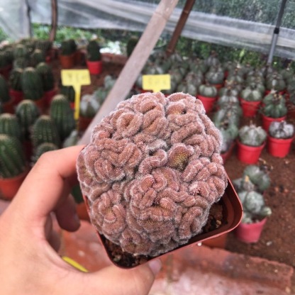 5-10cm Mammillaria compressa cv. Yokan