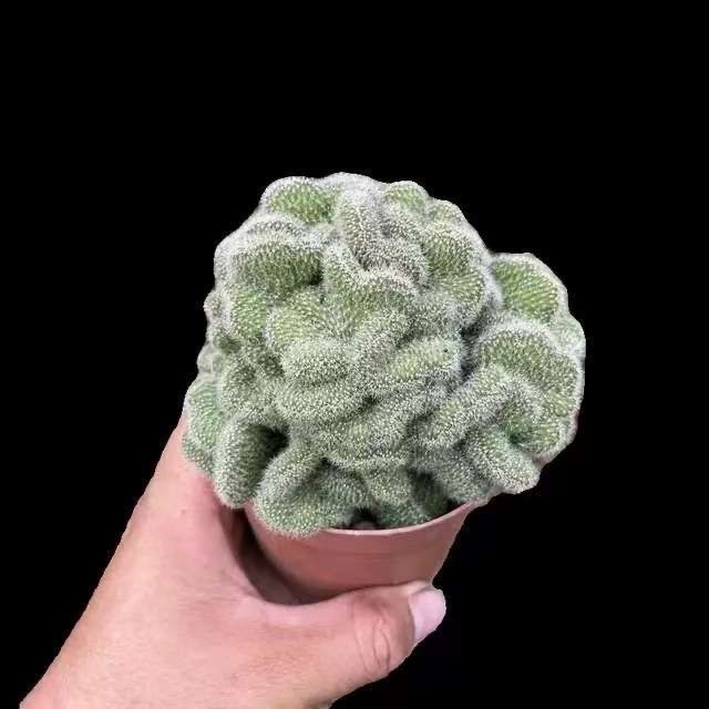 5-10cm Mammillaria compressa cv. Yokan