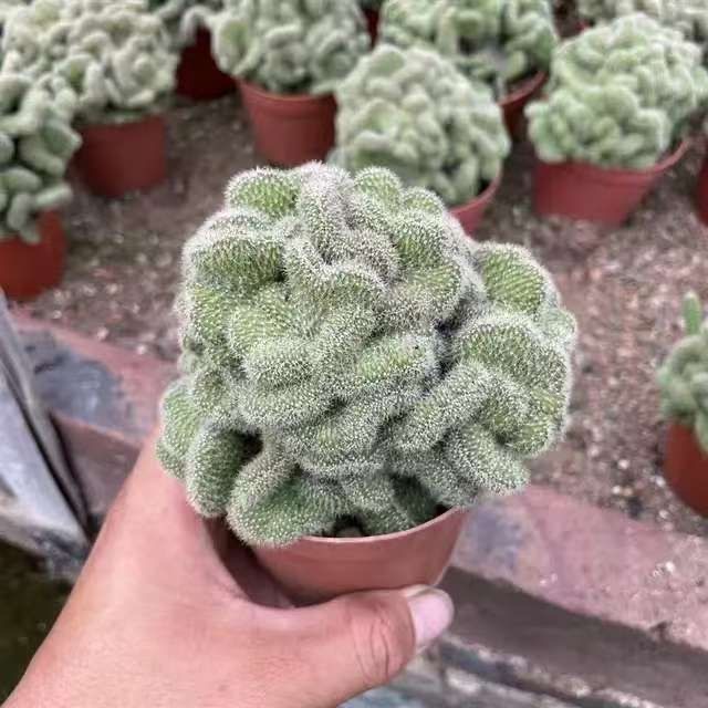 5-10cm Mammillaria compressa cv. Yokan（green）