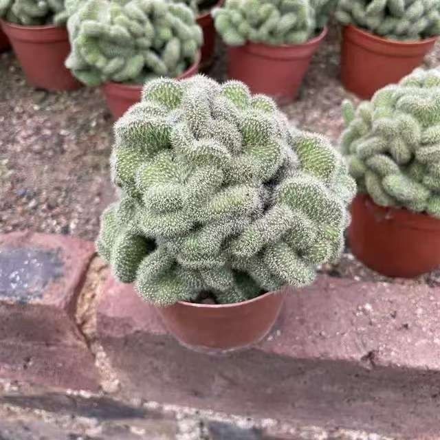 5-10cm Mammillaria compressa cv. Yokan