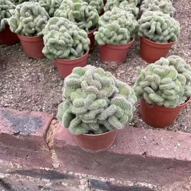 5-10cm Mammillaria compressa cv. Yokan