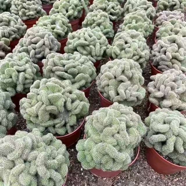 5-10cm Mammillaria compressa cv. Yokan