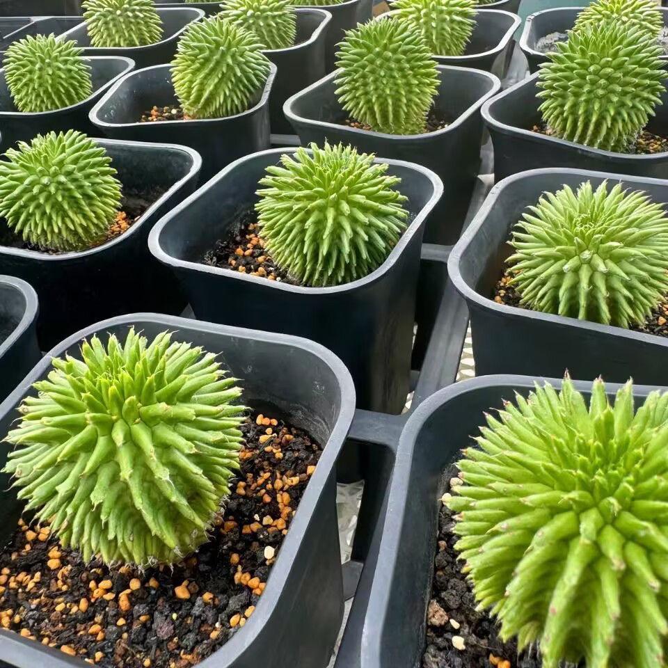 2-7cm Euphorbia suzannae