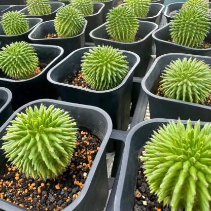 2-7cm Euphorbia suzannae