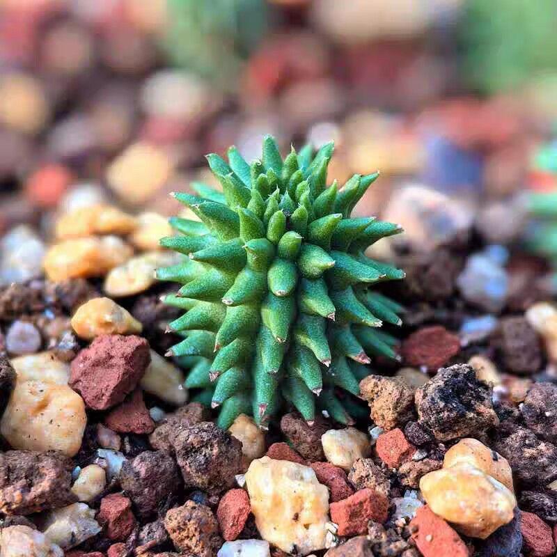 2-7cm Euphorbia suzannae