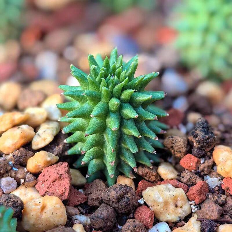 2-7cm Euphorbia suzannae
