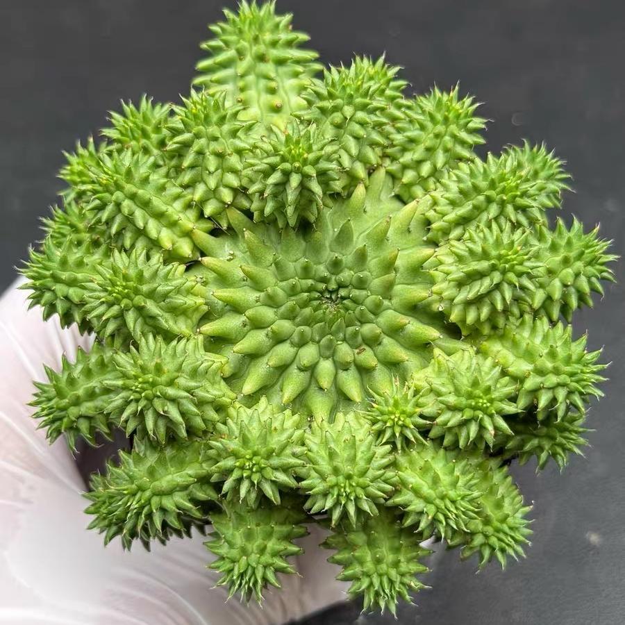 2-7cm Euphorbia suzannae