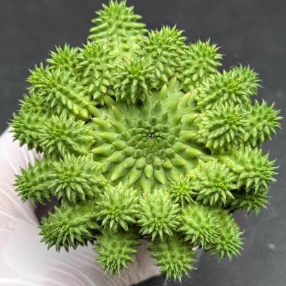 2-7cm Euphorbia suzannae