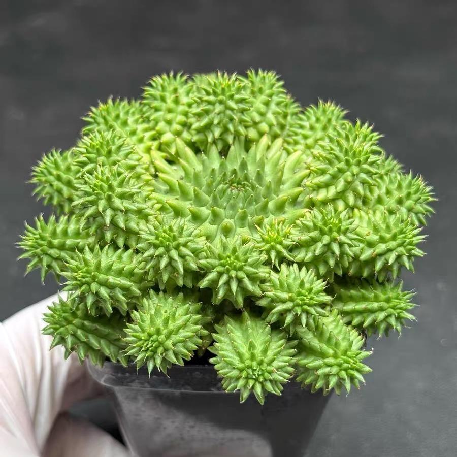 2-7cm Euphorbia suzannae