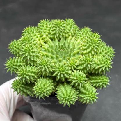2-7cm Euphorbia suzannae