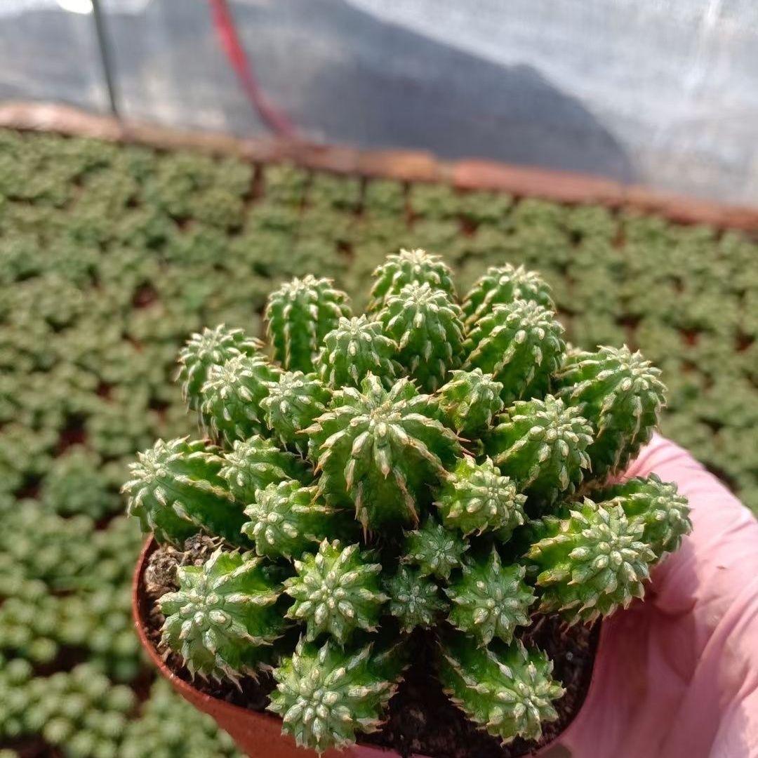 5-10cm Euphorbia sepulta