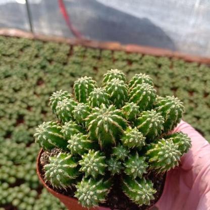 5-10cm Euphorbia sepulta