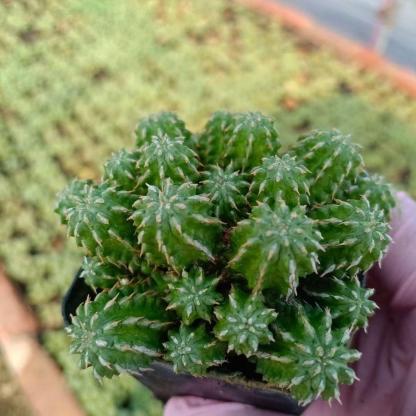 5-10cm Euphorbia sepulta