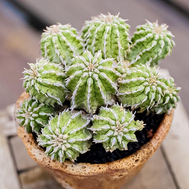 5-10cm Euphorbia sepulta