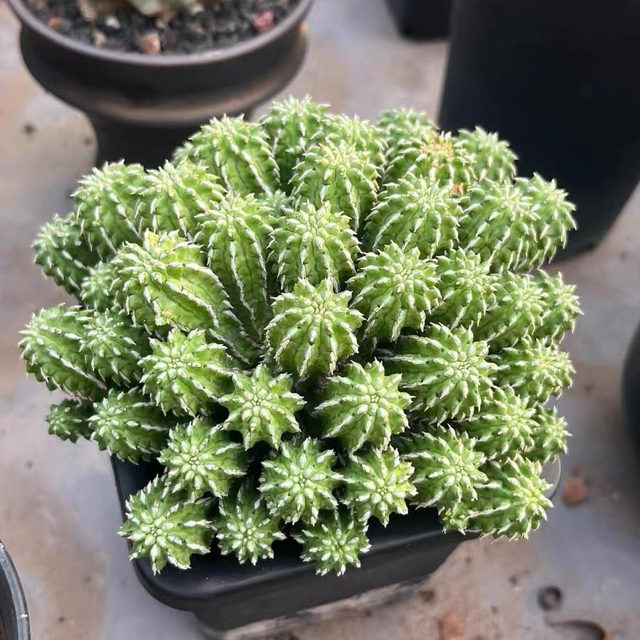 5-10cm Euphorbia sepulta