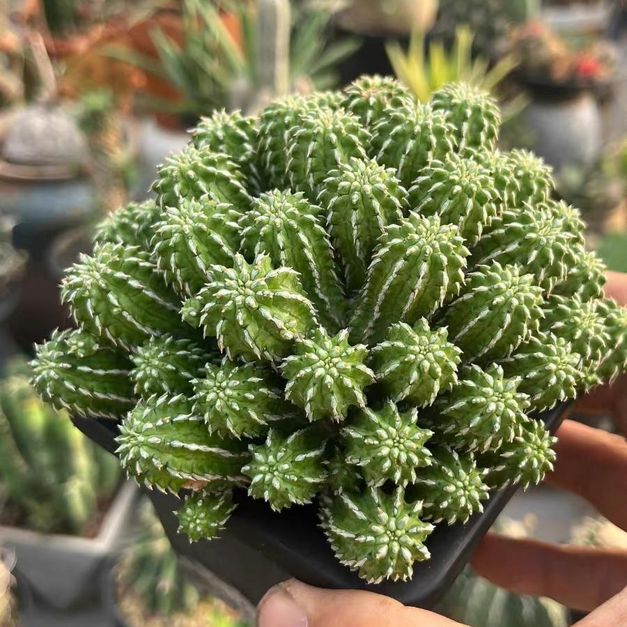 5-10cm Euphorbia sepulta