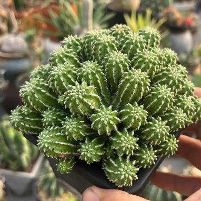 5-10cm Euphorbia sepulta