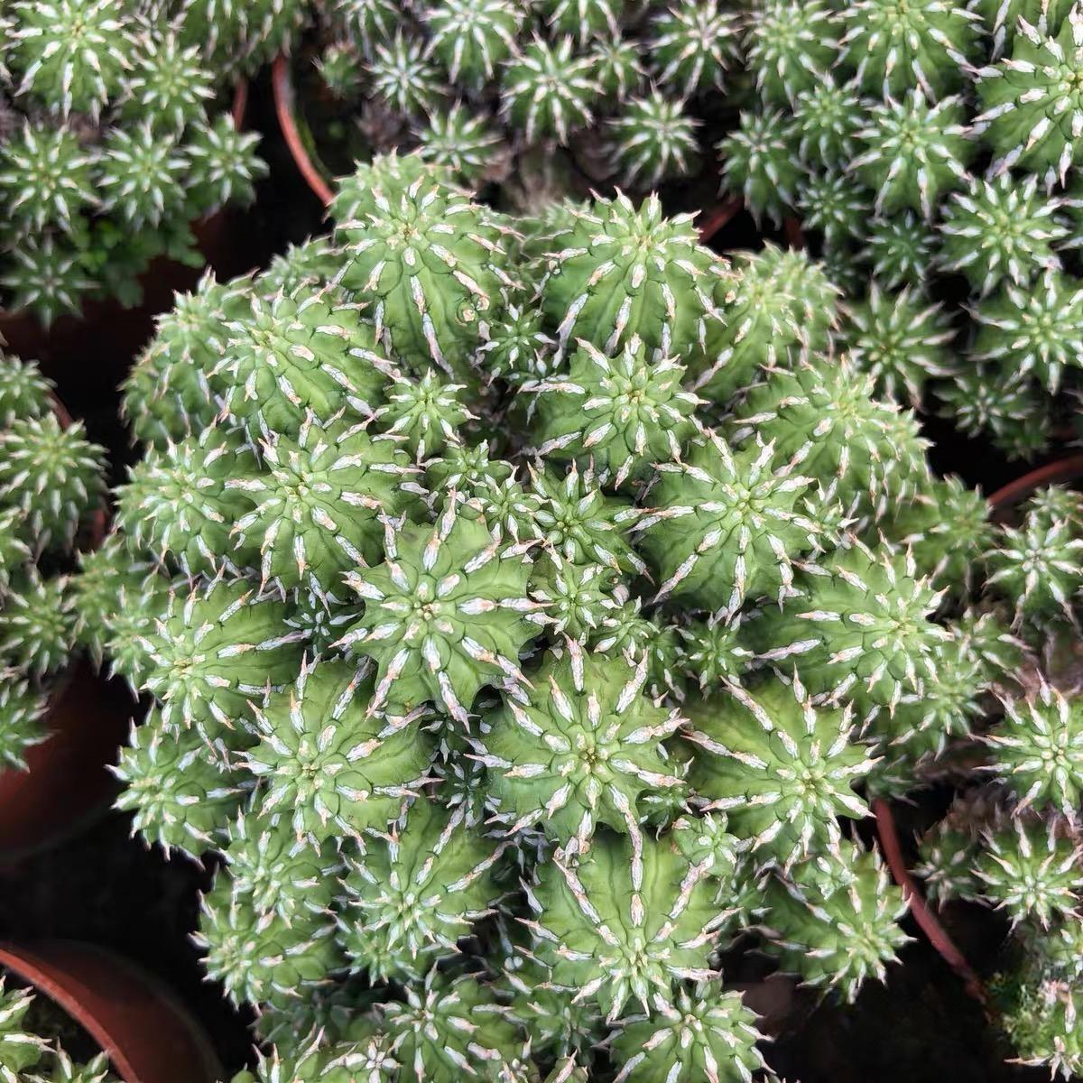 5-10cm Euphorbia sepulta