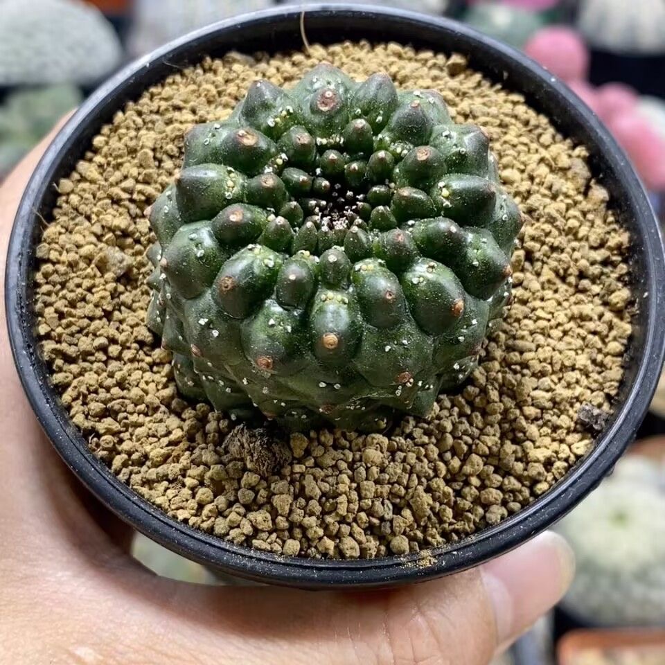 3-4cm Euphorbia gymnocalycioides