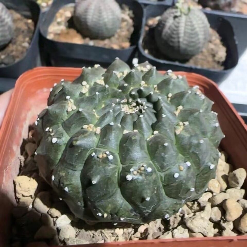 3-4cm Euphorbia gymnocalycioides