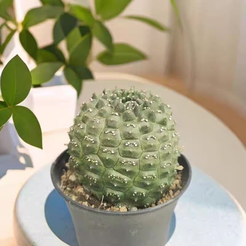 3-4cm Euphorbia gymnocalycioides