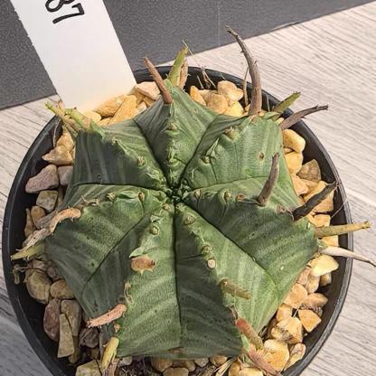 2-5cm Euphorbia valida