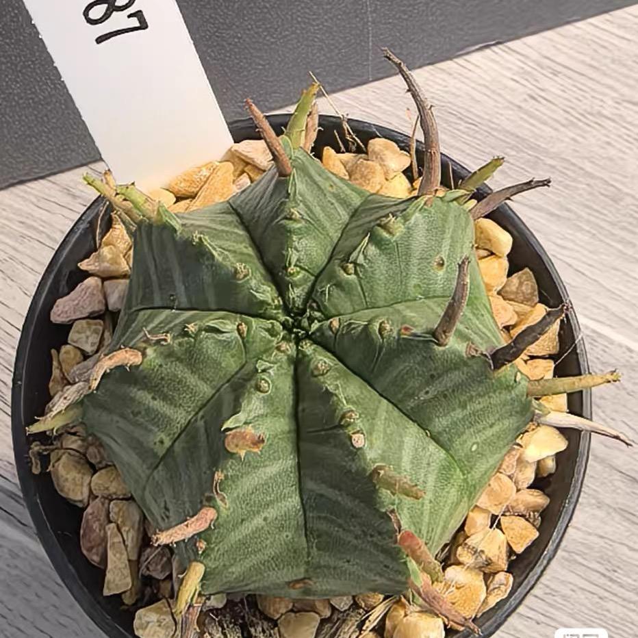 2-5cm Euphorbia valida