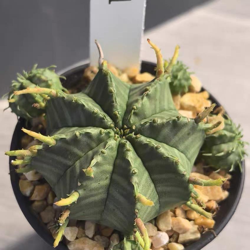 2-5cm Euphorbia valida