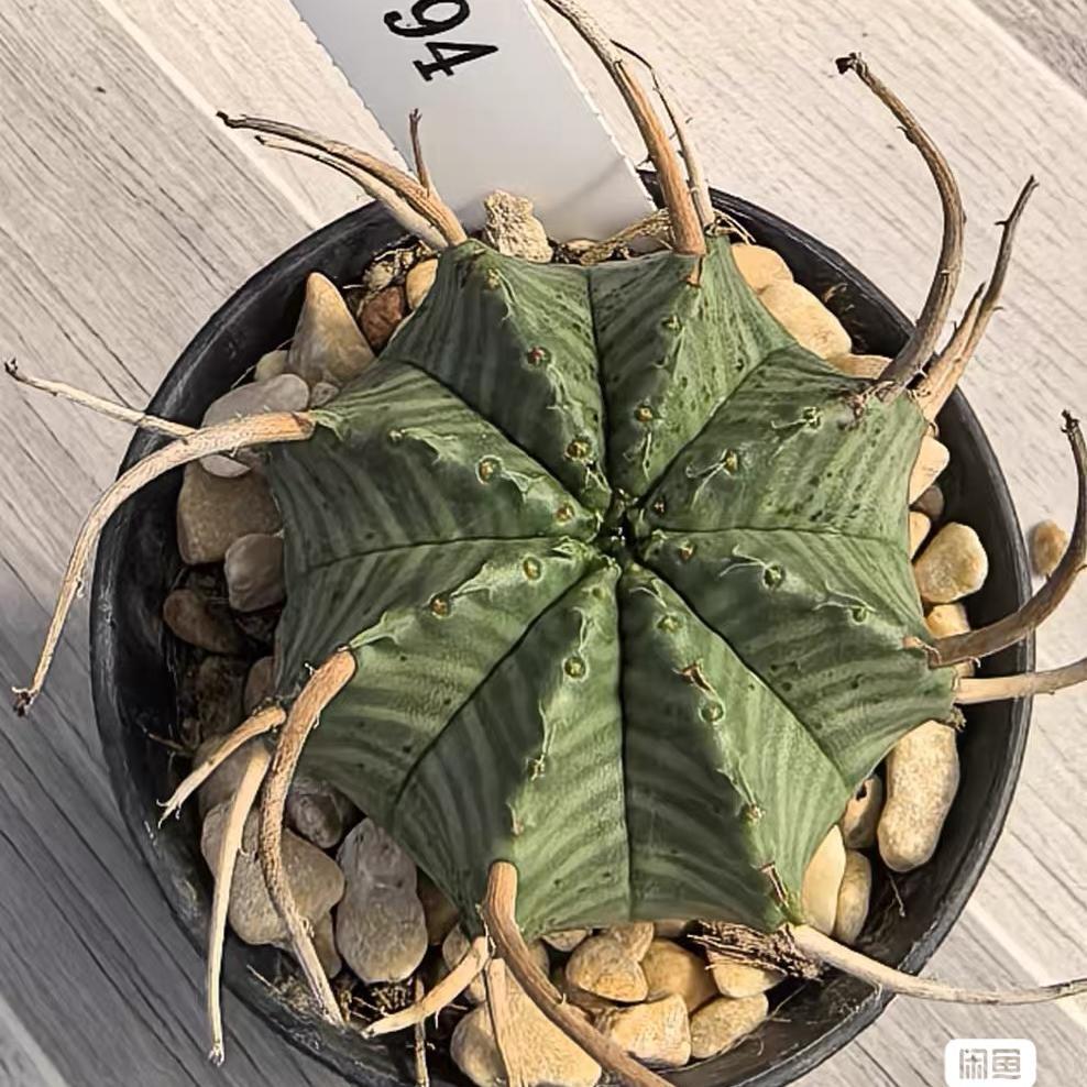 2-5cm Euphorbia valida