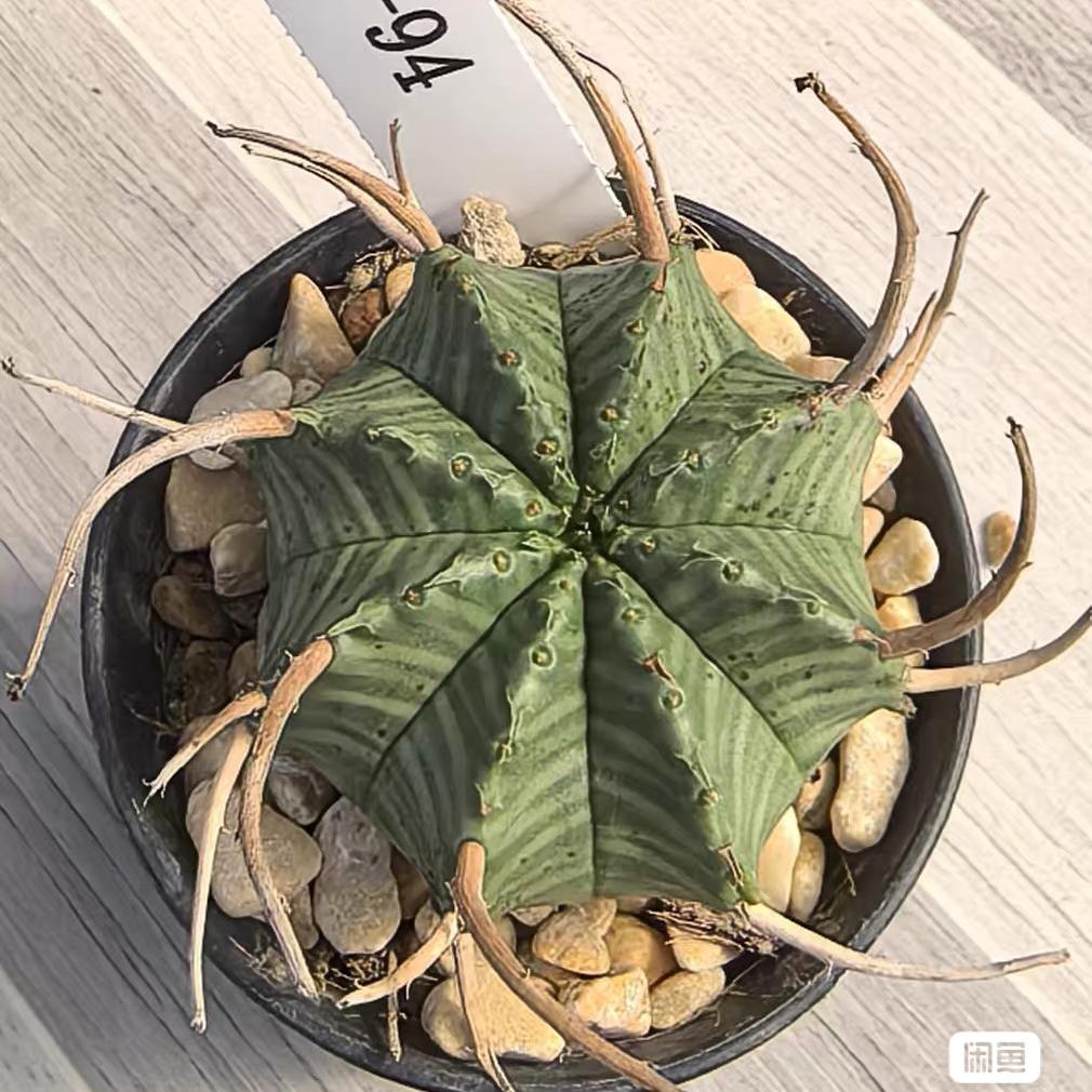2-5cm Euphorbia valida