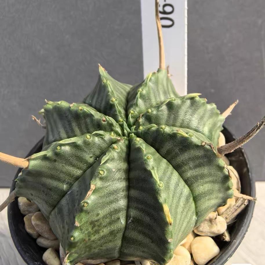 2-5cm Euphorbia valida