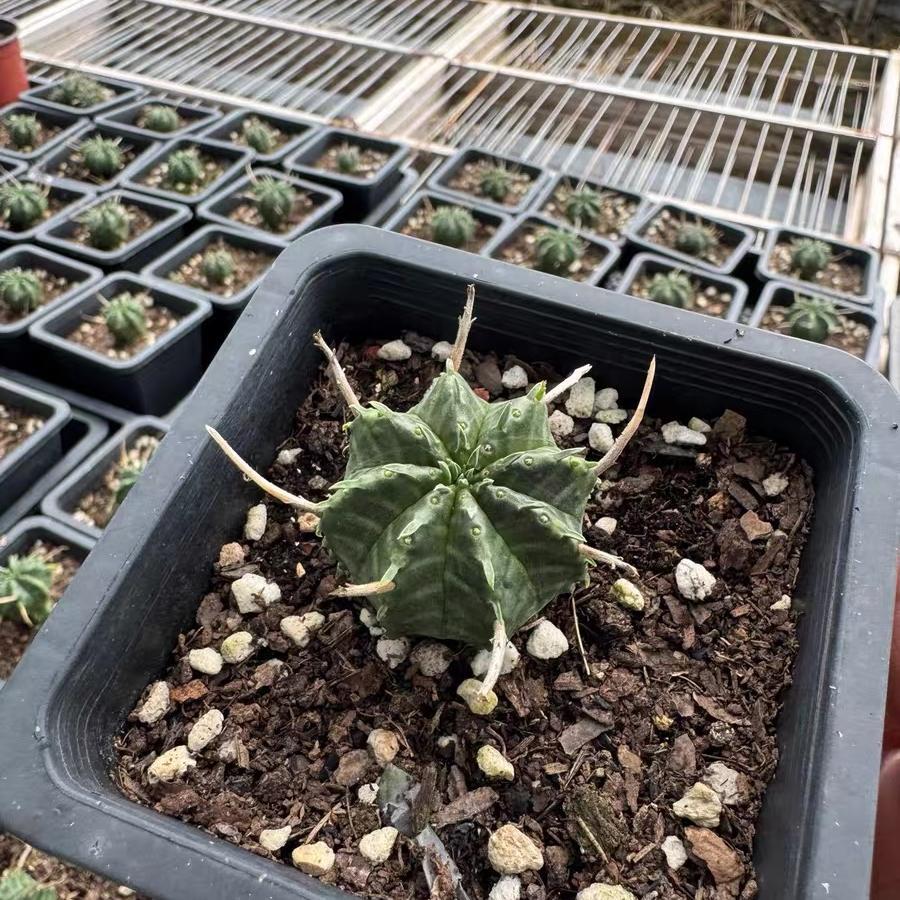 2-5cm Euphorbia valida