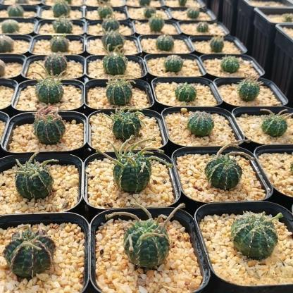 2-5cm Euphorbia valida