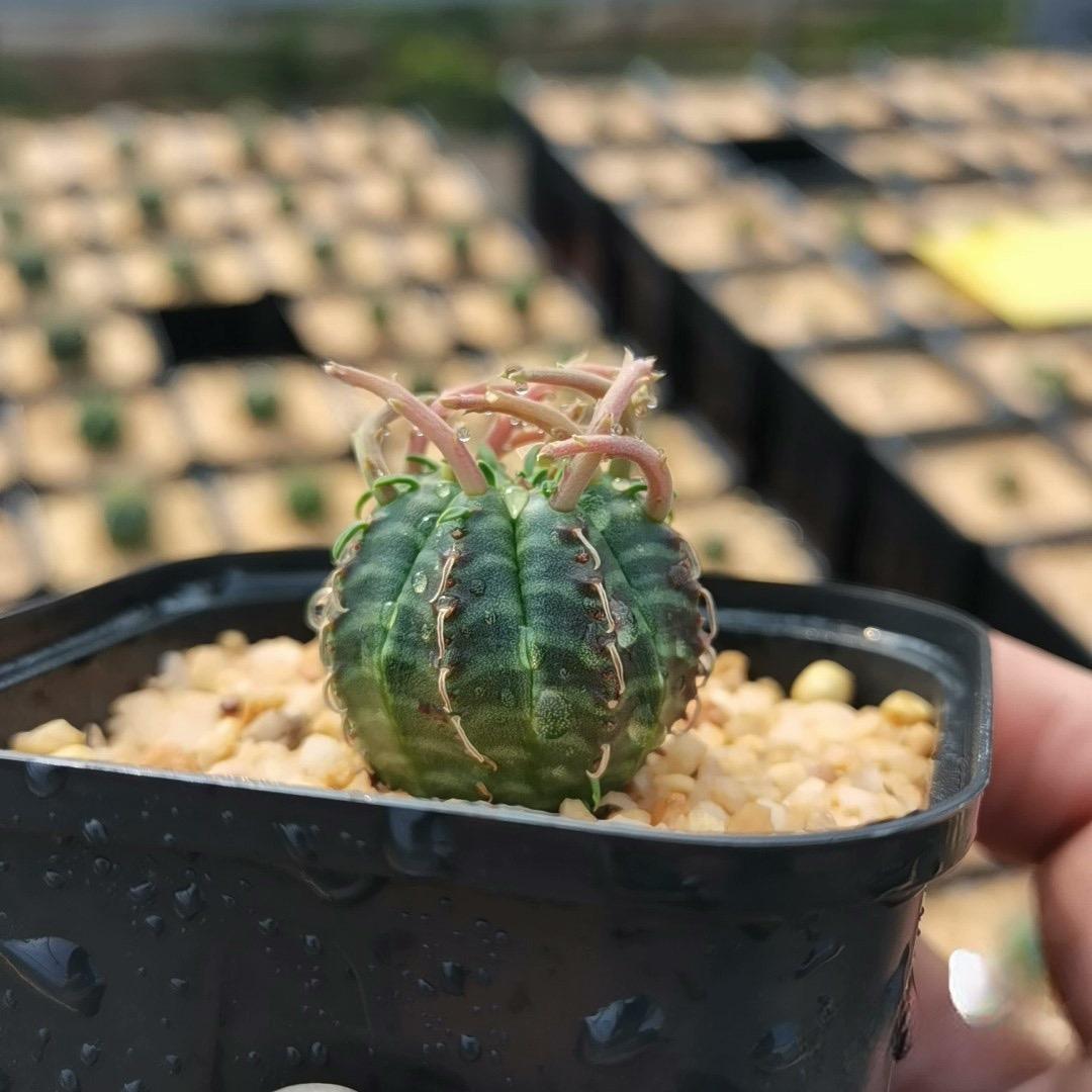 2-5cm Euphorbia valida