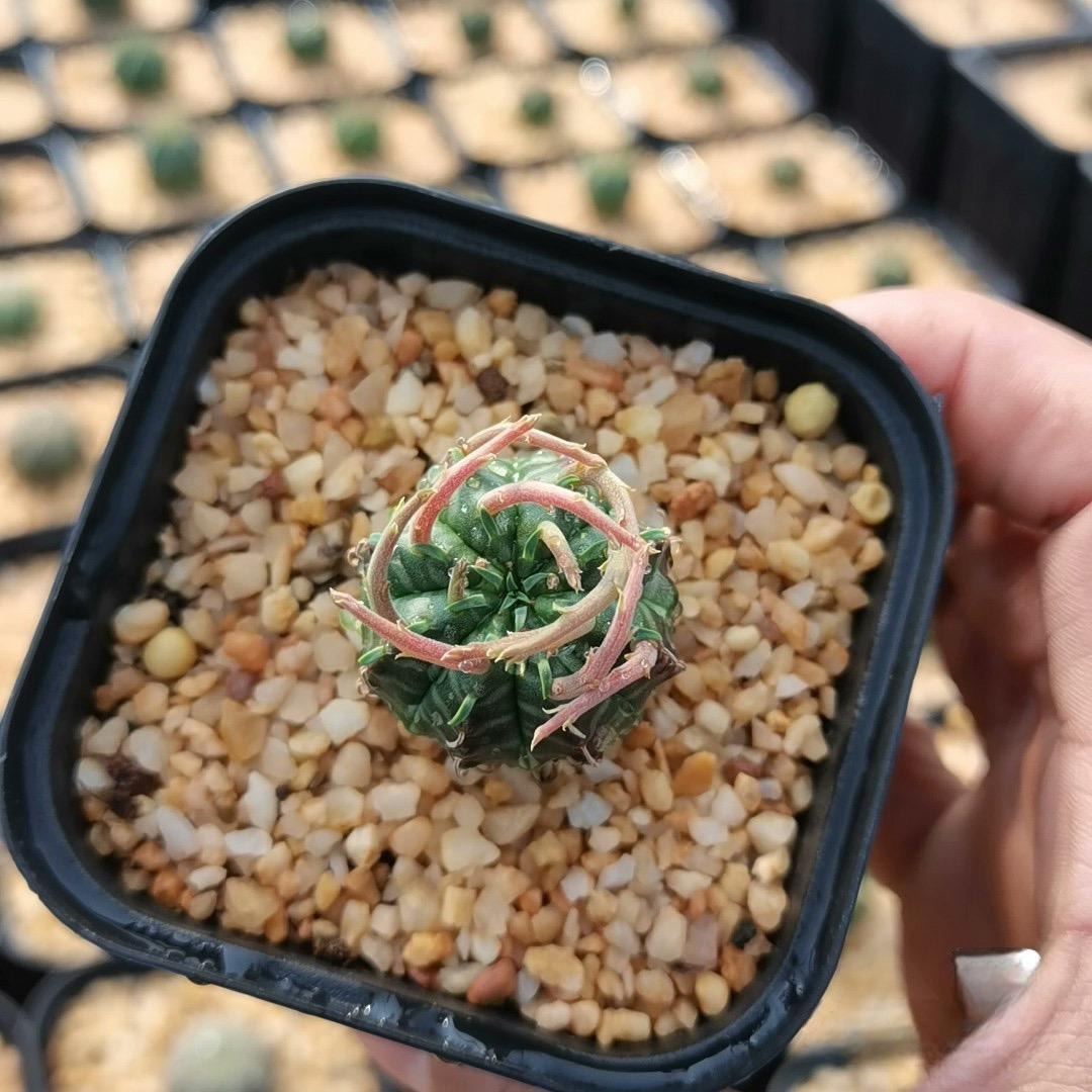 2-5cm Euphorbia valida