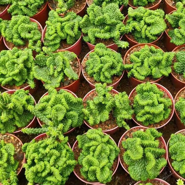 5-7cm Euphorbia inermis‌