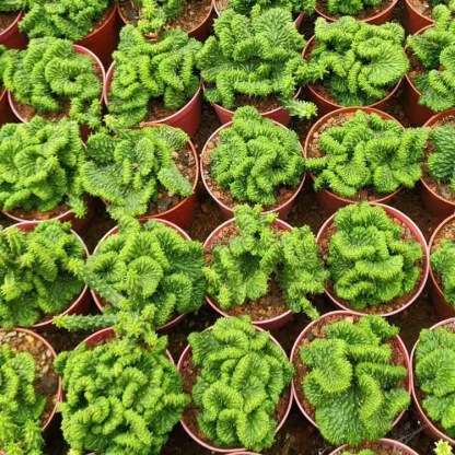 5-7cm Euphorbia inermis‌