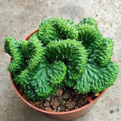 5-7cm Euphorbia inermis‌