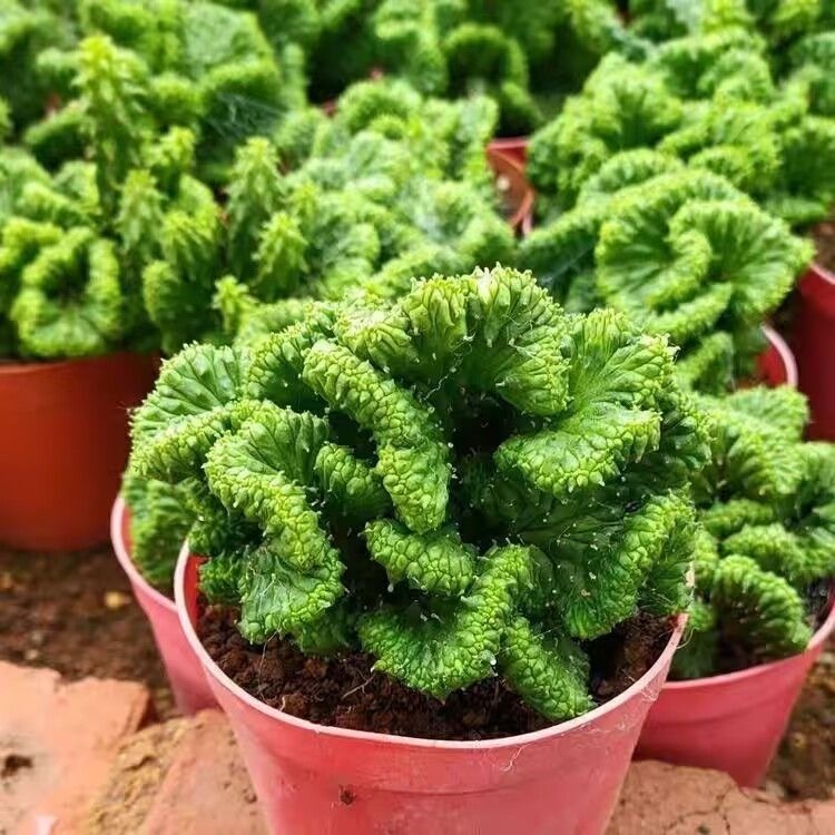 5-7cm Euphorbia inermis‌