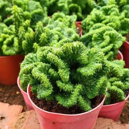 5-7cm Euphorbia inermis‌