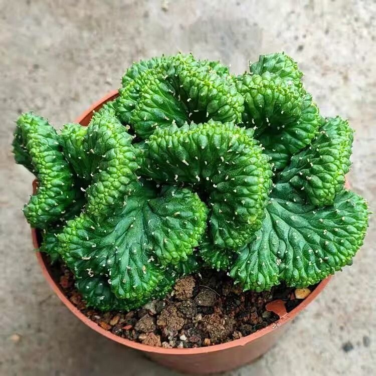 5-7cm Euphorbia inermis‌