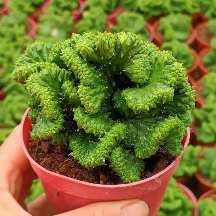 5-7cm Euphorbia inermis‌